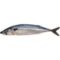 Mackerel from Norway