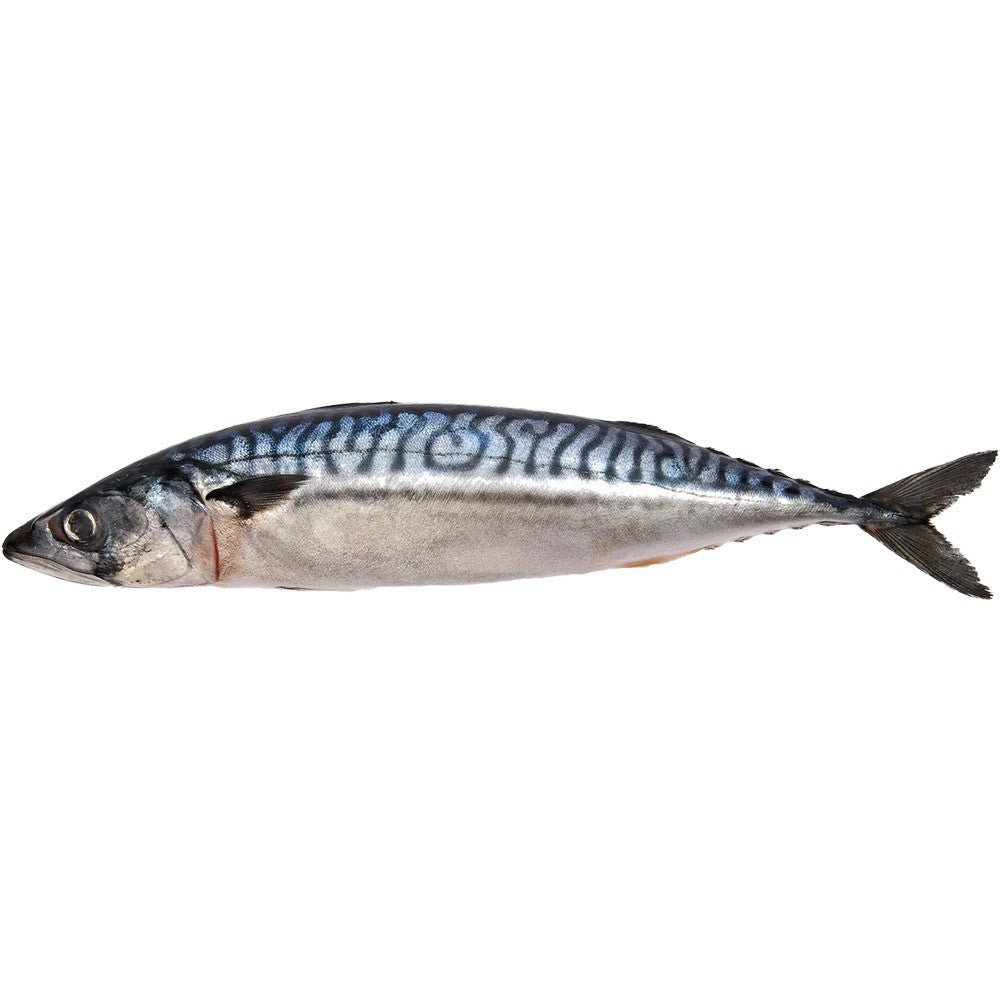 Mackerel from Norway